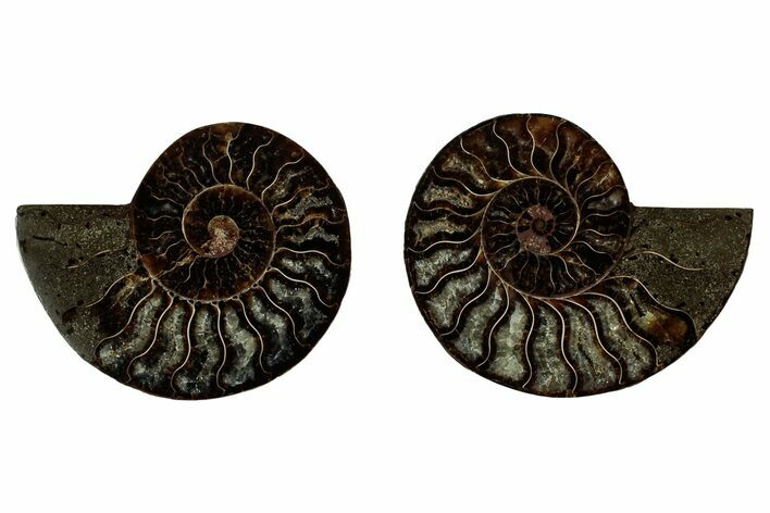Cut & Polished, Agatized Ammonite Fossil - Madagascar #344096
